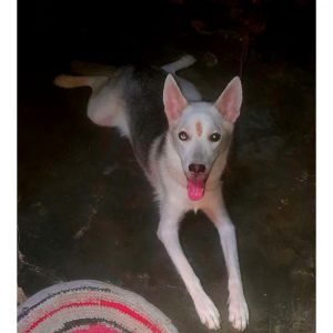 Dazy-Indie-Dog-for-Adoption-in-Delhi