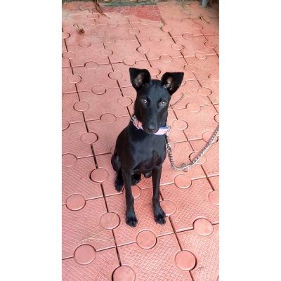 Dog for Adoption in Kerala