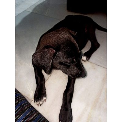 Eva-Female-Indie-Puppy-for-Adoption-in-DelhiNCR