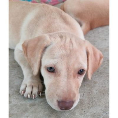 Female-Indie-Puppy-for-Adoption-in-Chennai