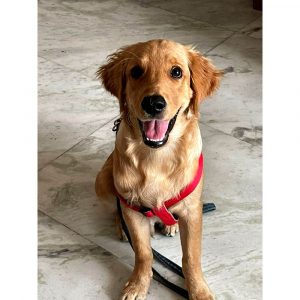 Golden Retriever Puppy for Adoption in Delhi