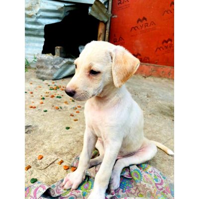 Goofy Puppy for Adoption in Pune