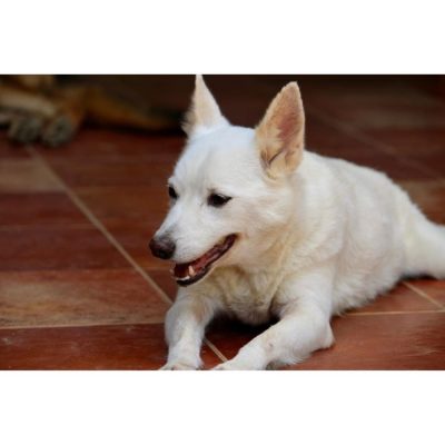 Gora-Indie-Dog-for-Adoption-in-Delhi