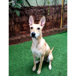 Grace-Female-Indie-Dog-for-Adoption-in-Bangalore