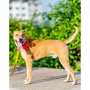 Indie Dog for Adoption in Mumbai