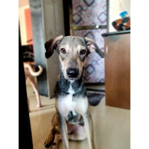 Indie-Puppy-for-Adoption-in-Mumbai