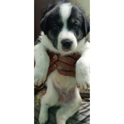 Indie Puppy for Adoption in New Delhi