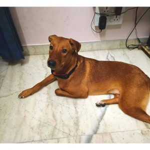 Indie dog Adoption in Delhi