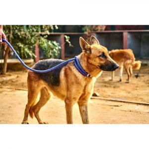 Jack-German-Shepherd-Dog-for-Adoption-in-Delhi