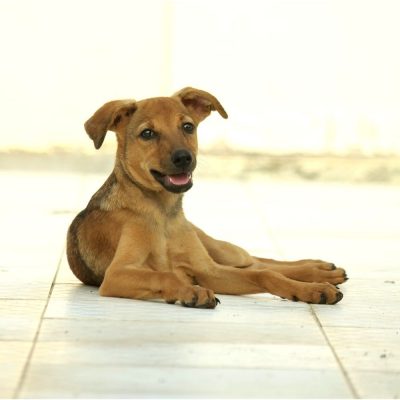 Jamie Puppy for Adoption in Chennai