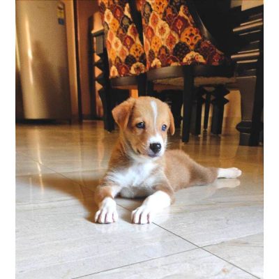 Koki-Female-Indie-Dog-for-Adoption-in-Delhi