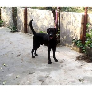 Labrador Dog for Adoption in Delhi