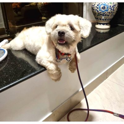 Lhasa Apso Dog for Adoption in Mumbai