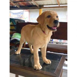 Luci-Labrador-Dog-for-Adoption-in-Delhi