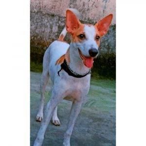 Maahi-Indie-Puppy-for-Adoption-in-Mumbai