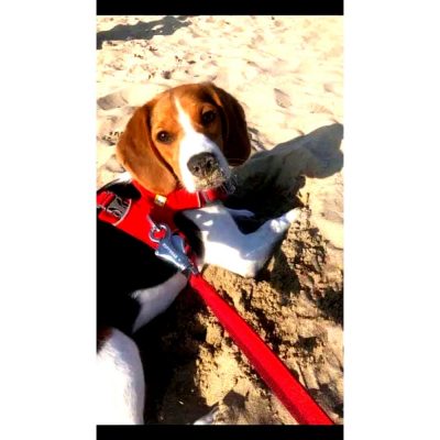 Mark-Beagle-Dog-for-Adoption-in-Delhi