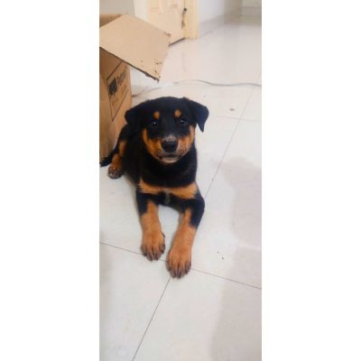 Master-Indie-Puppy-for-Adoption-in-Bangalore