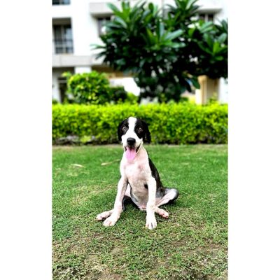 Mojo-Indie-Dog-for-Adoption-in-Delhi