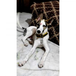 Oggy-Puppy-for-Adoption-in-Delhi