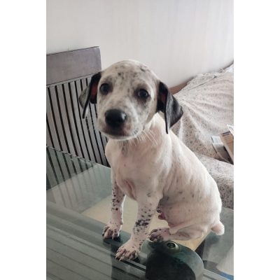 Oreo-Puppy-for-Adoption-in-Mumbai