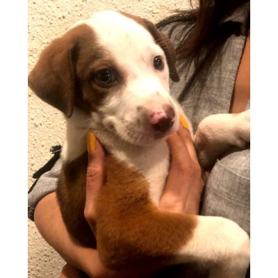 Ozzy Puppy for Adoption in Mumbai