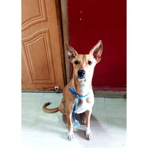 Pari Indie Dog for Adoption in Mumbai