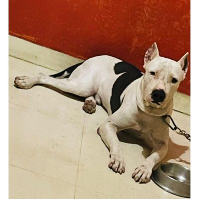 Pitbull Dog for Adoption in Pune