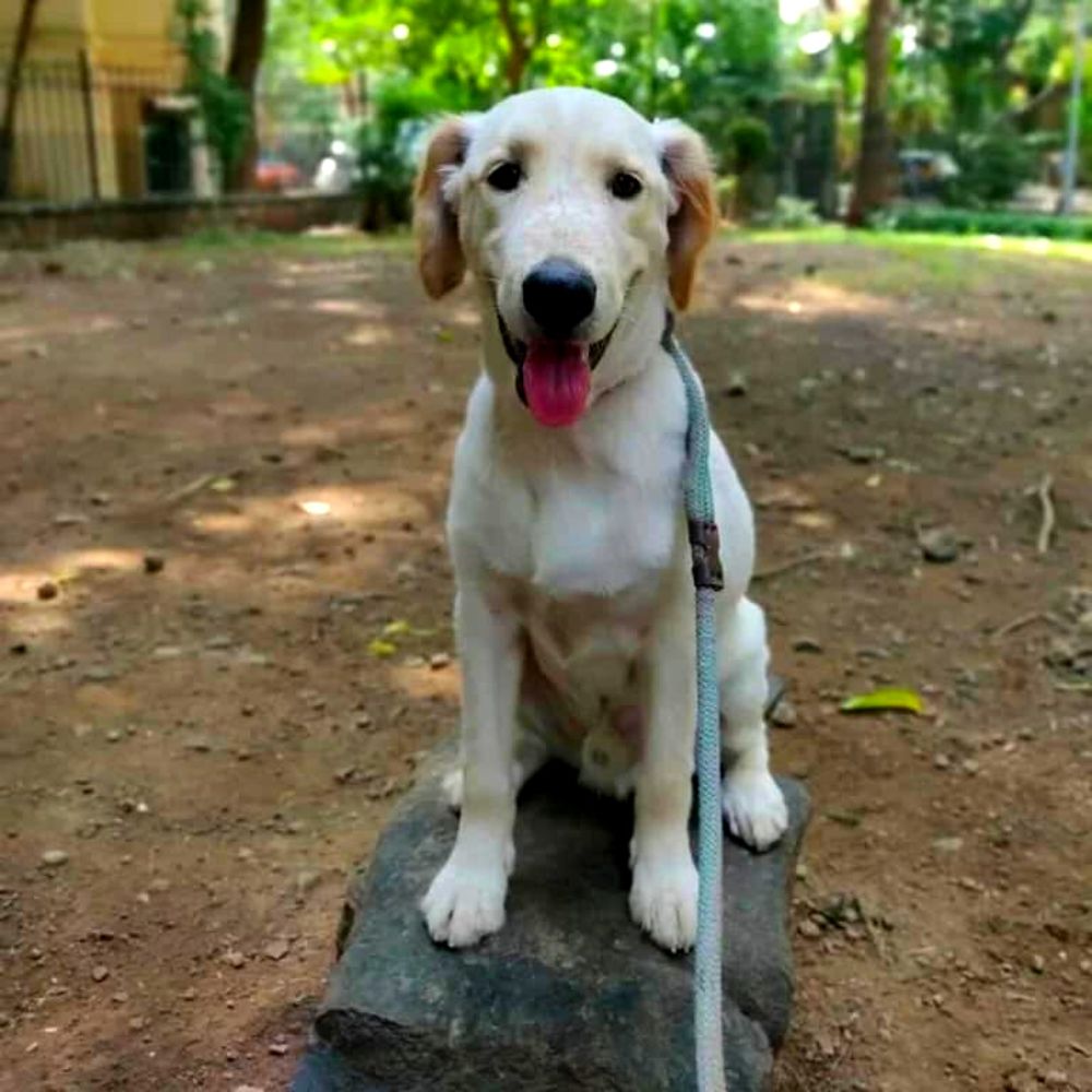 Powai 6 Months Old Labrador Puppy for Adoption in Mumbai - Adopt Dog