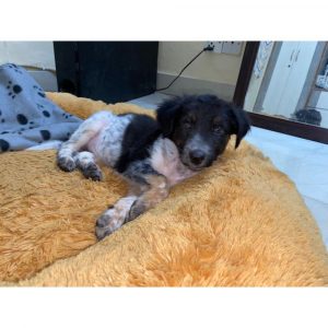 Puchki-Indie-Dog-for-Adoption-in-Delhi