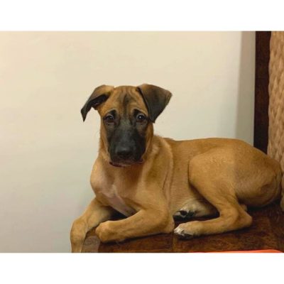 Rio-Indie-Dog-for-Adoption-in-Delhi
