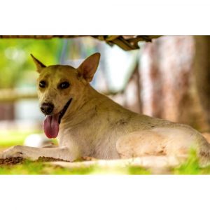 Shavitree Female Dog for Adoption in Delhi
