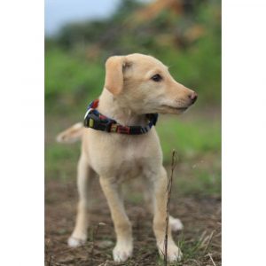 Sia-Indie-Puppy-for-Adoption-in-Mumbai