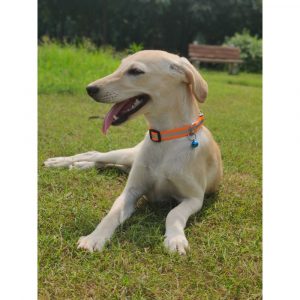 Tara-Indie-Dog-for-Adoption-in-Delhi