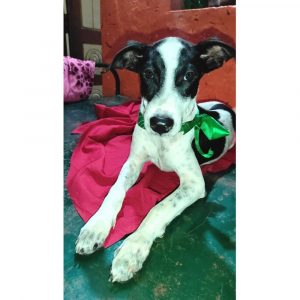 Terry Puppy for Adoption in Chennai