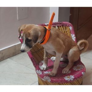 Zelda Puppy for Adoption in Delhi