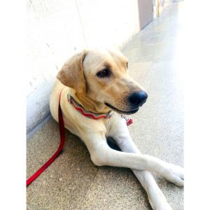 Angle Labrador Dog for Adoption in Gurgaon