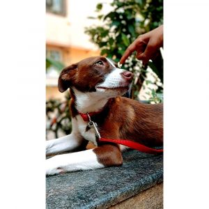 Angle puppy Adoption in Delhi