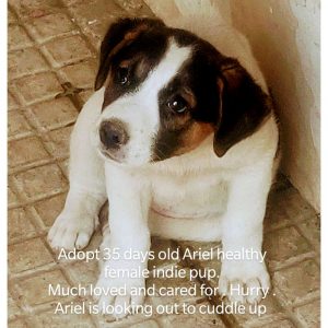 Ariel Indie Puppy for Adoption in Delhi