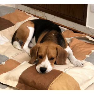 Beagle Dog for Adoption in Delhi