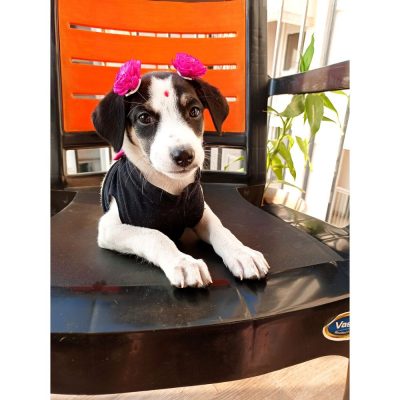 Bebo Indie Dog for Adoption in Mumbai