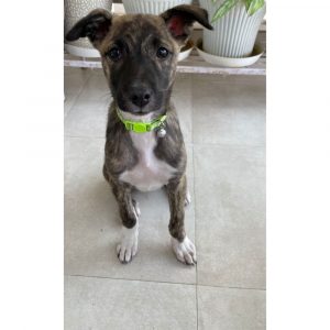 Bella Female Indie Puppy for Adoption