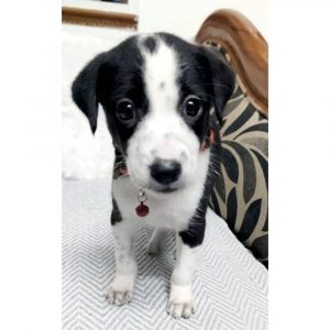 Blackie Puppy for Adoption in Chennai