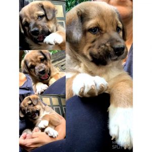 Boondi Puppy for Adoption in Mumbai