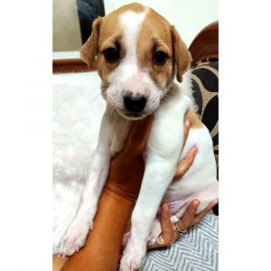 Brownie for Adoption in Chennai