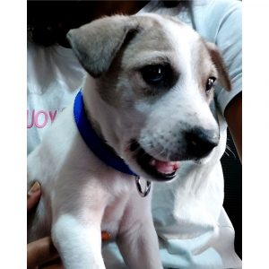 Bubbles Puppy for Adoption in Bangalore