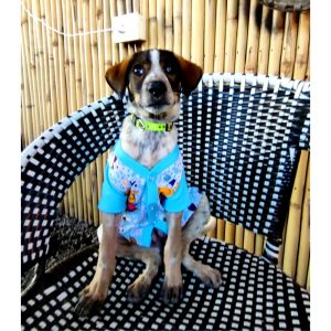 Buzzie Dog for Adoption in Pune