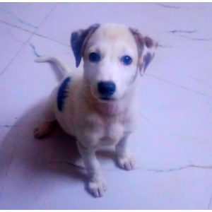 Chutki Dog Adoption in Mumbai
