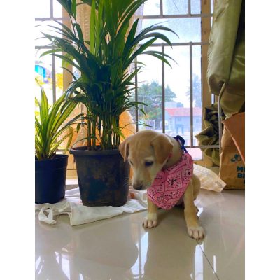 Coco Puppy for Adoption in Mumbai