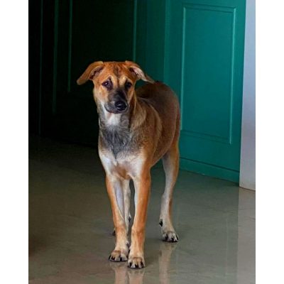 Danny Dog Adoption in Mumbai
