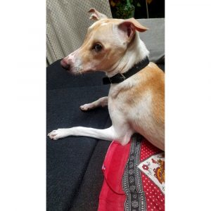 Dhoni Dog for Adoption in Mumbai
